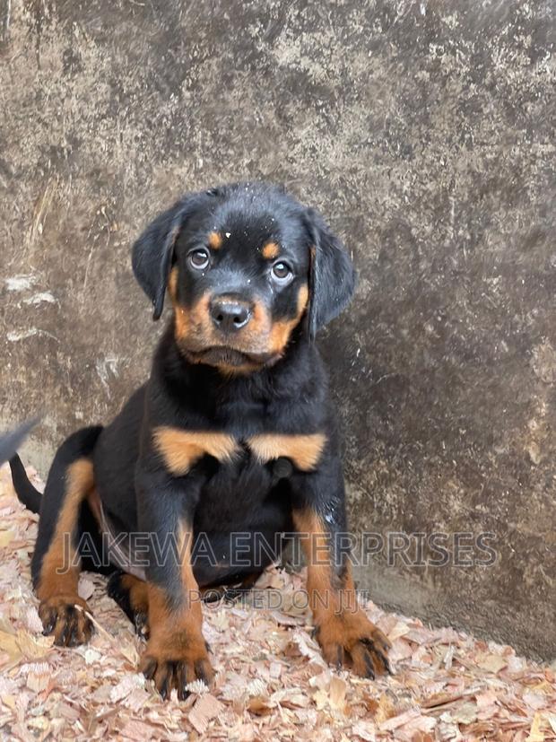 1-3 months Male Purebred Rottweiler - main view