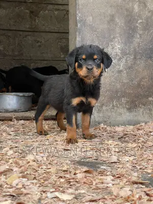 1-3 months Female Purebred Rottweiler