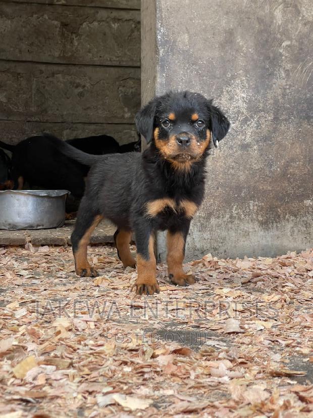 1-3 months Female Purebred Rottweiler