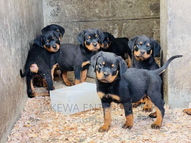 1-3 months Male Purebred Rottweiler - main view