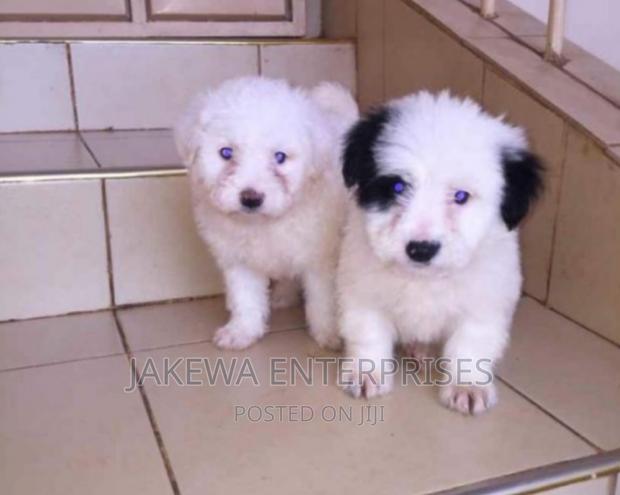 1-3 months Female Purebred Japanese Spitz - main view