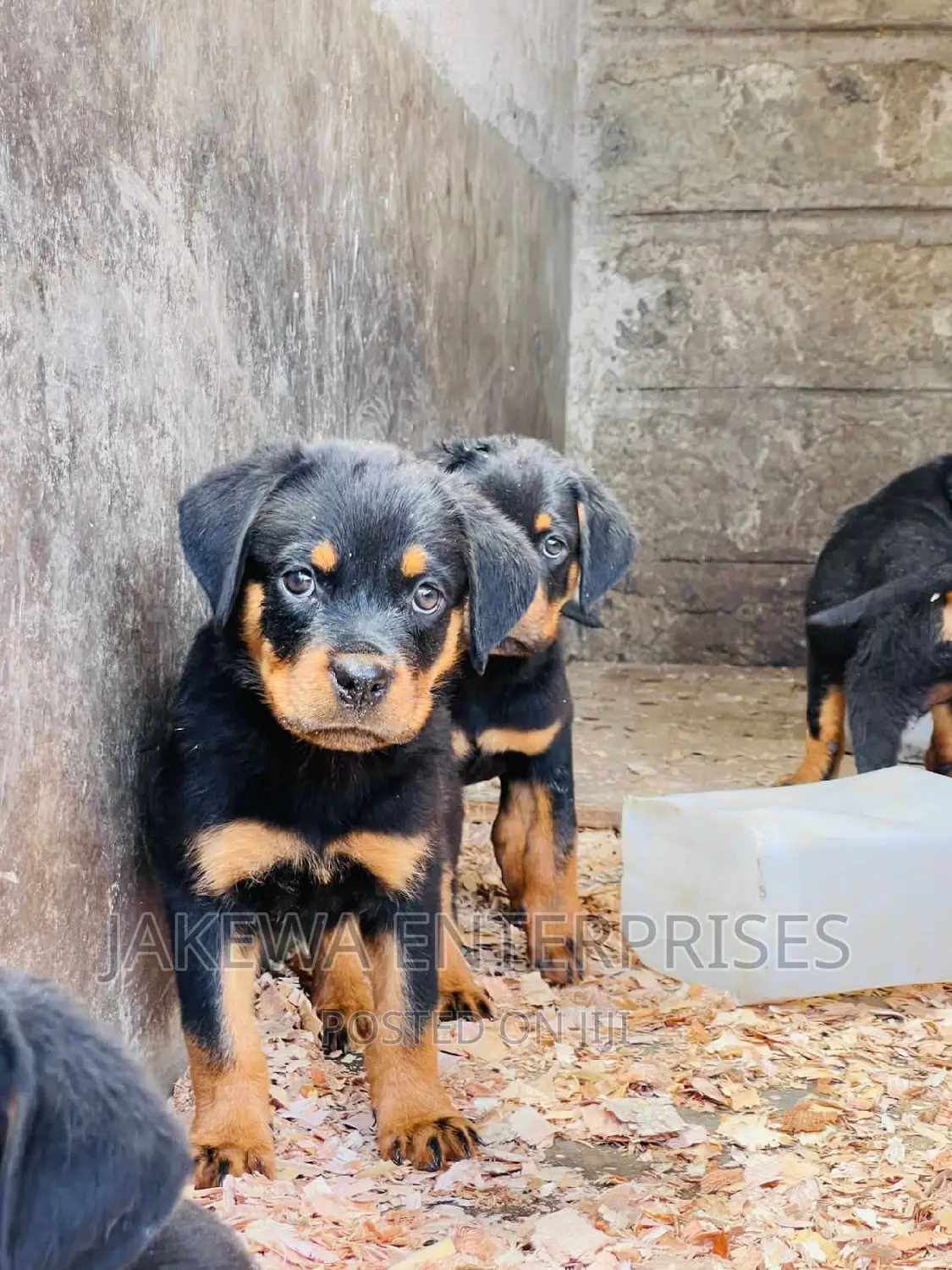 1-3 months Male Purebred Rottweiler