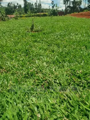 Arabic Grass Pemba Green Zibabwe Capet Grass Is Available