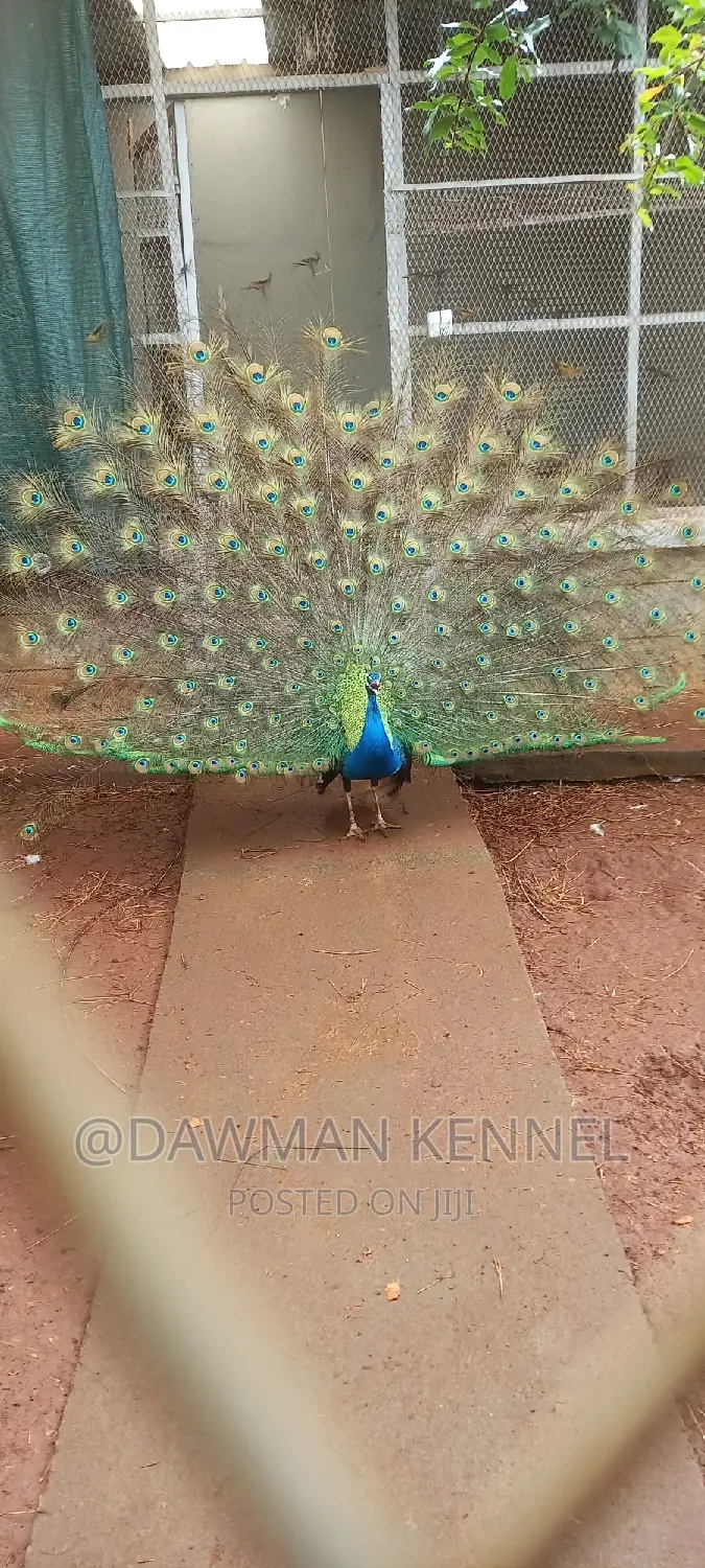 Peacock Available