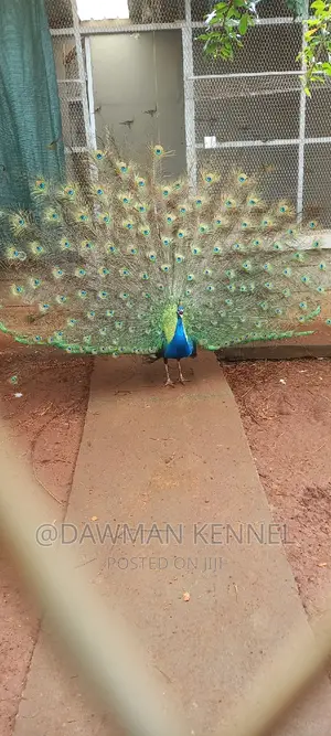 Peacock Available