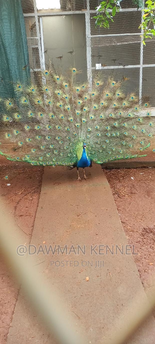 Peacock Available - thumbnail 2