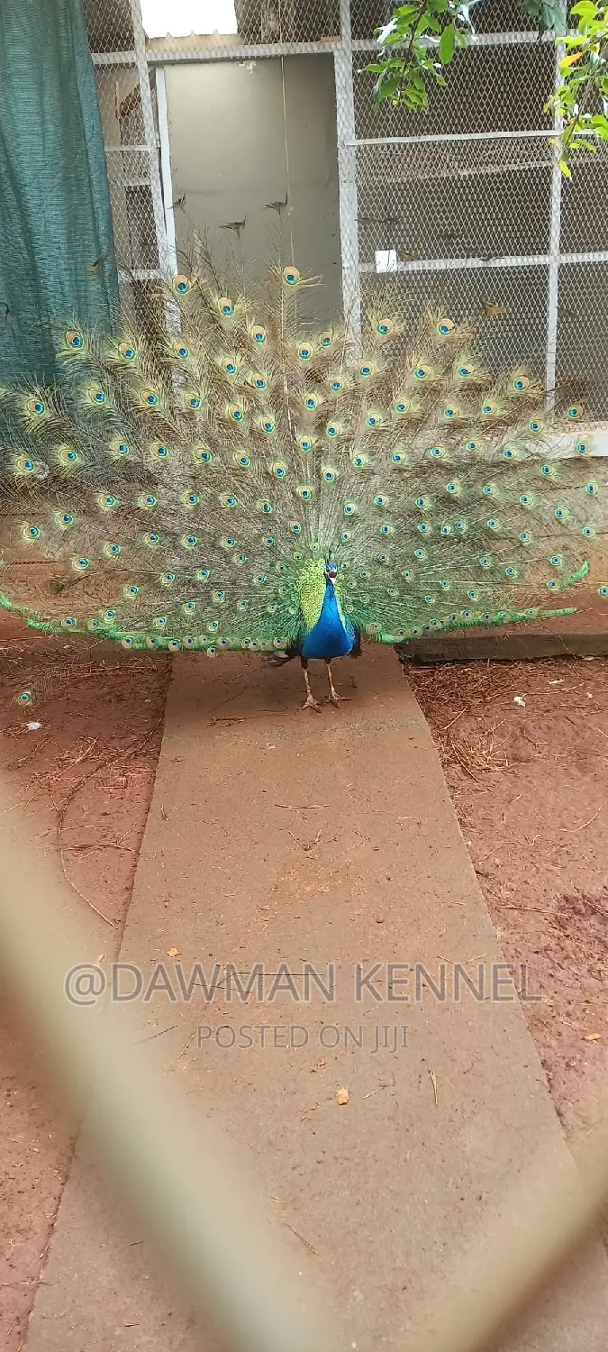 Peacock Available