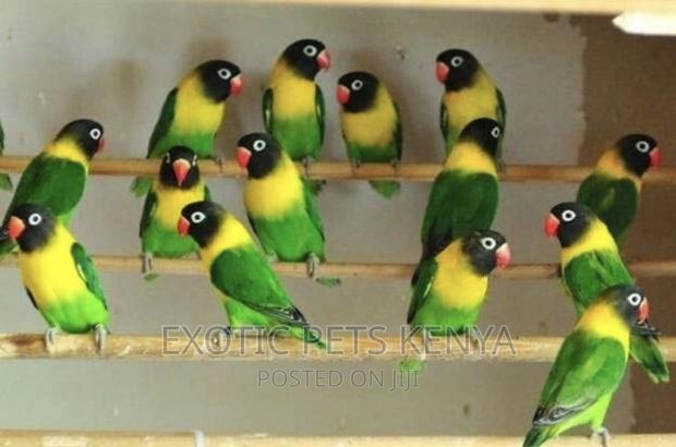 Black-Mask Lovebirds (Imported) - main view