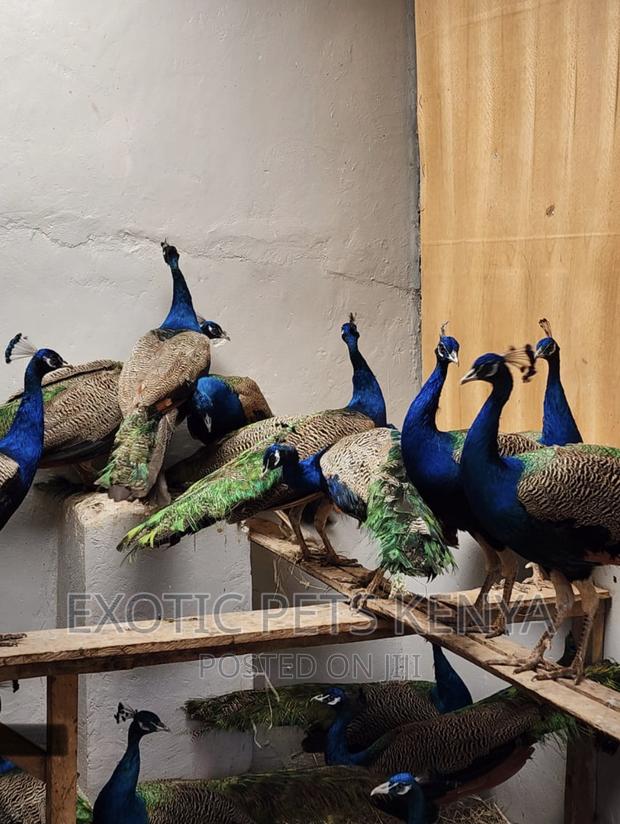 Peacocks and Peahens - main view