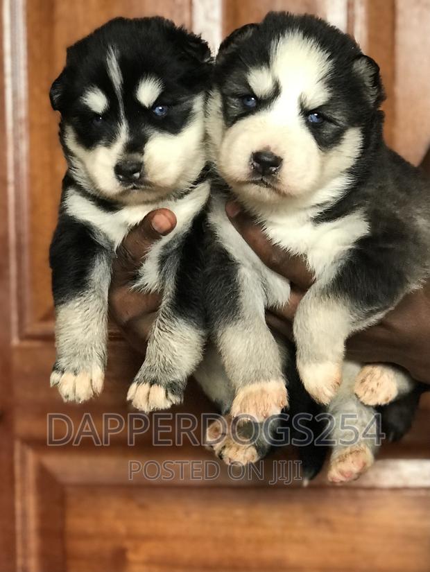1-3 months Male Purebred Siberian Husky