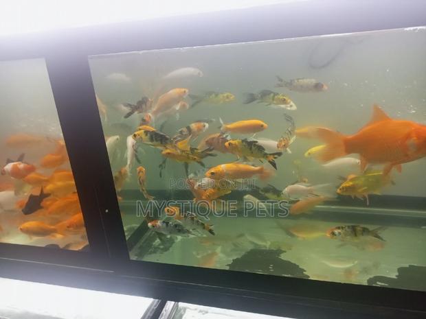 Koi Carp Fish - main view