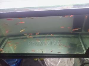 Aquarium Fish and All Pets Accessories - thumbnail 2