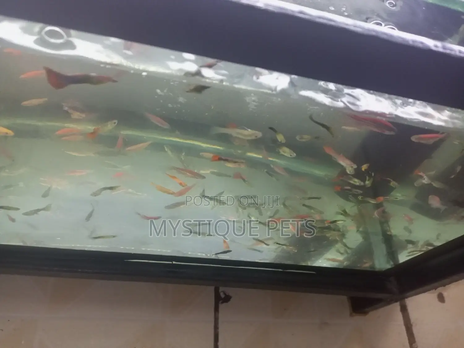 Aquarium Fish and All Pets Accessories