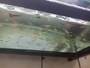 Aquarium Fish and All Pets Accessories