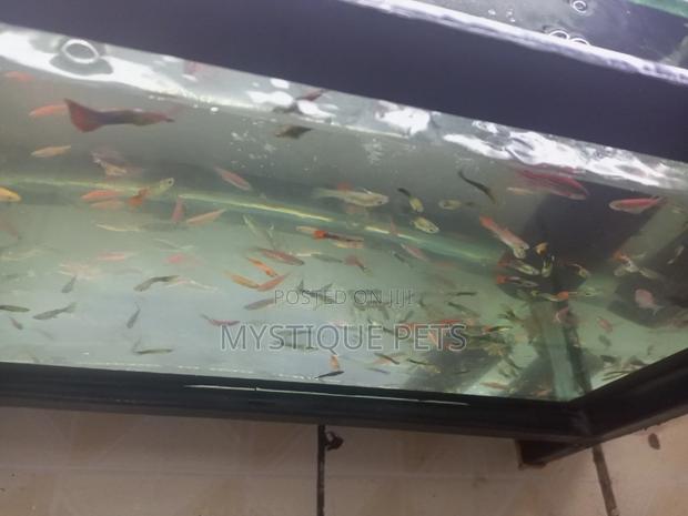 Aquarium Fish and All Pets Accessories - thumbnail 3