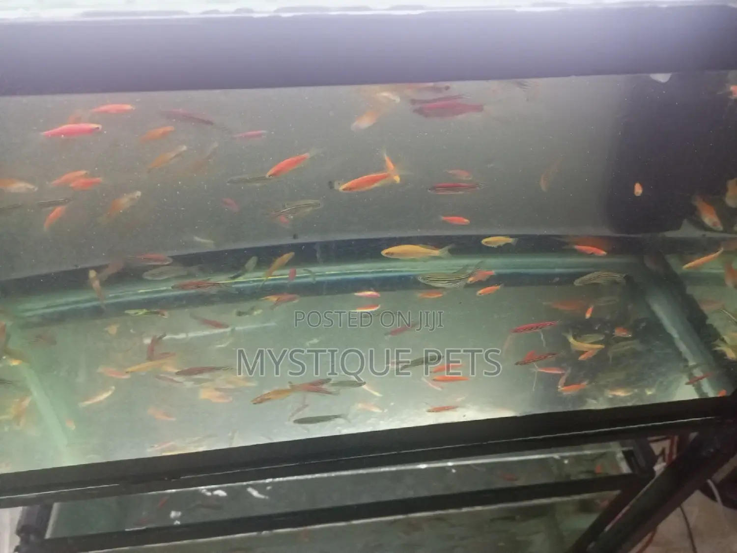Aquarium Fish and All Pets Accessories