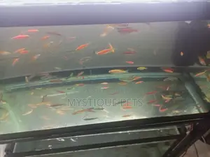 Aquarium Fish and All Pets Accessories