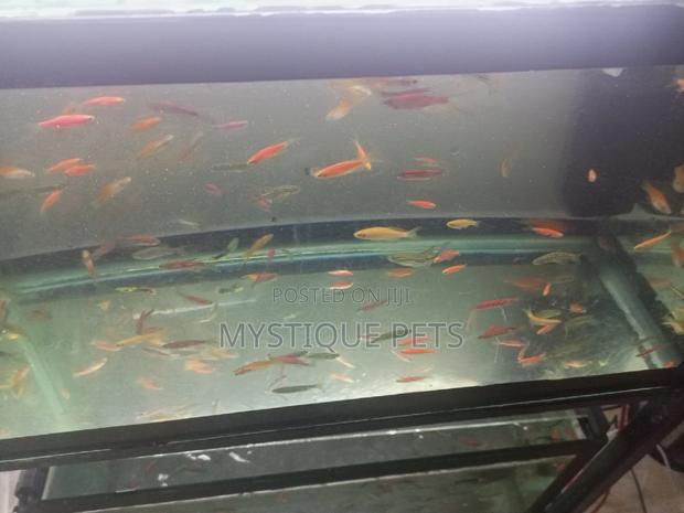 Aquarium Fish and All Pets Accessories - thumbnail 4