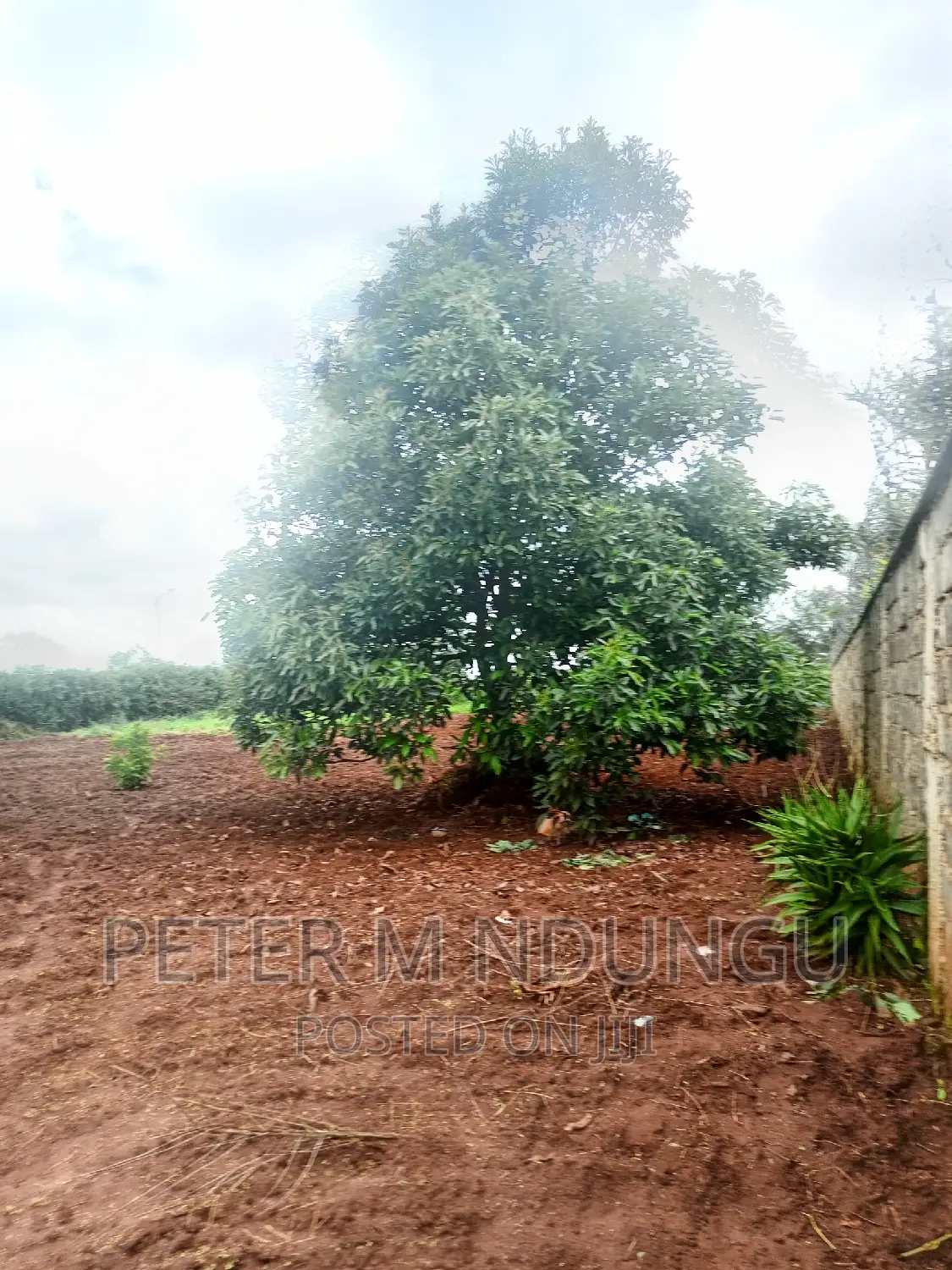 Prime Half Acre, Runda Mumwe