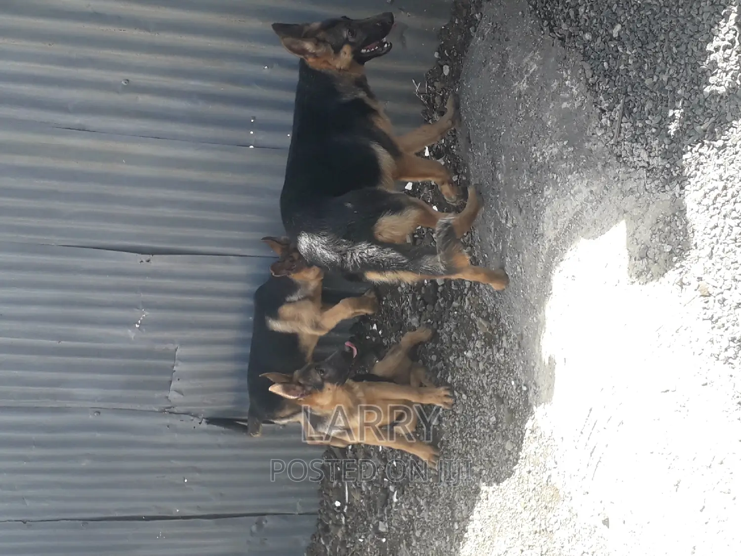 3-6 months Male Purebred German Shepherd
