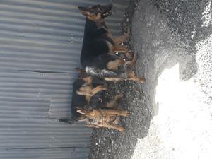 3-6 months Male Purebred German Shepherd - thumbnail 2