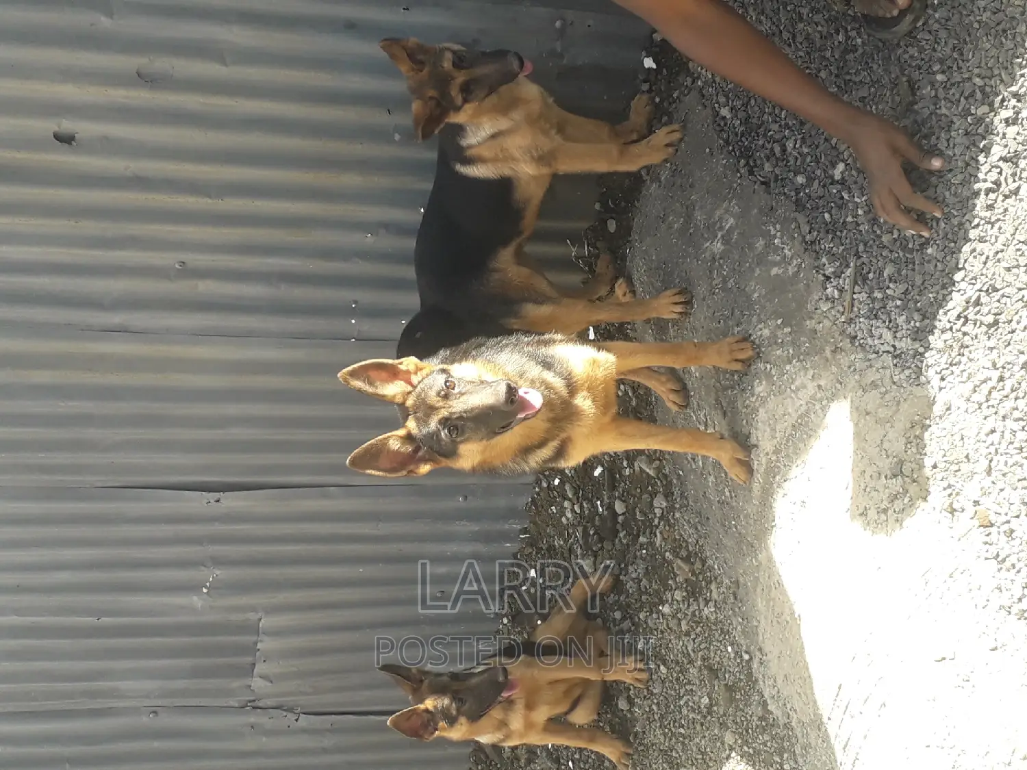 3-6 months Male Purebred German Shepherd