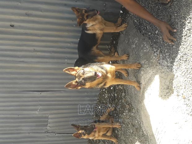 3-6 months Male Purebred German Shepherd - main view