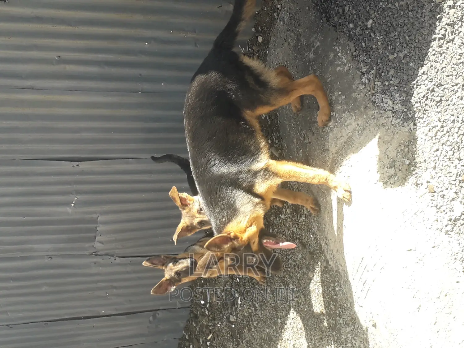 3-6 months Female Purebred German Shepherd