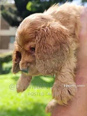 1-3 months Female Purebred Cocker Spaniel
