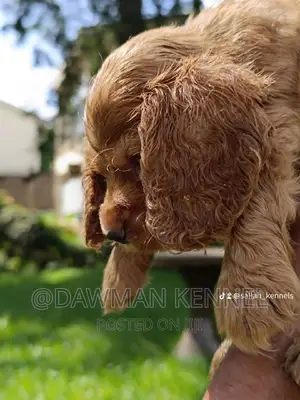 1-3 months Female Purebred Cocker Spaniel