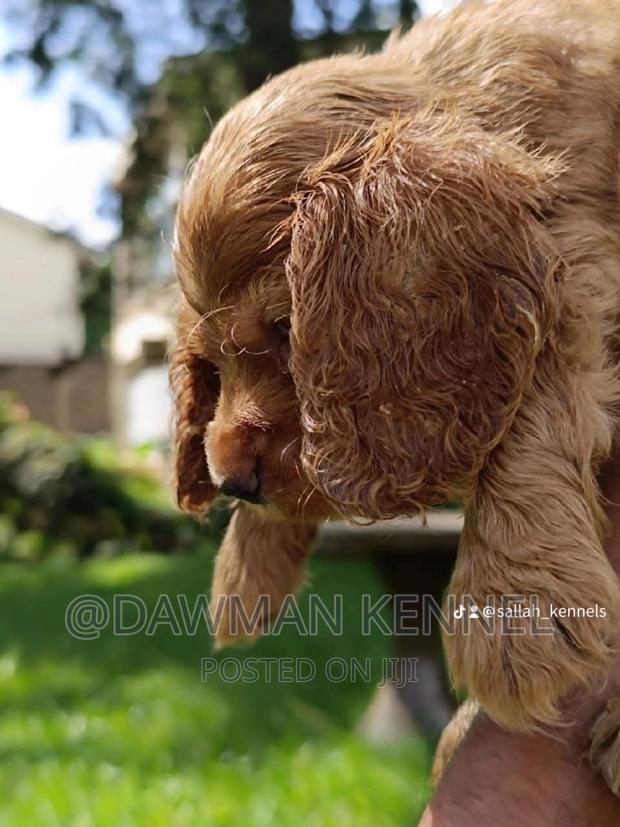 1-3 months Female Purebred Cocker Spaniel - thumbnail 3