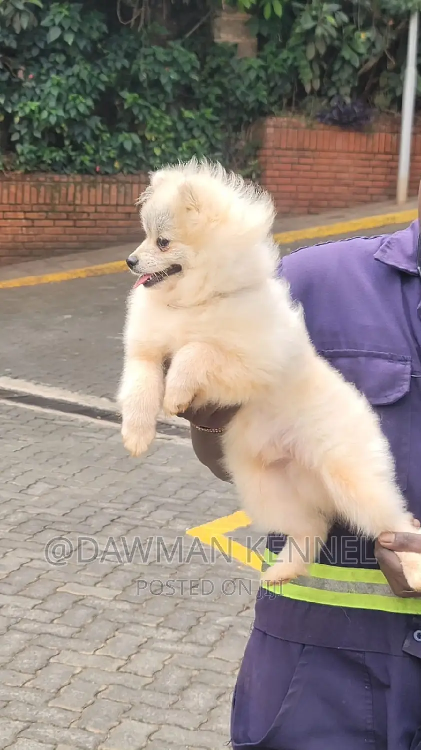 3-6 months Male Purebred Pomeranian