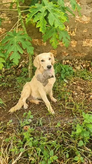 3-6 months Male Purebred Golden Retriever