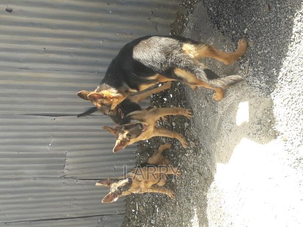 3-6 months Male Purebred German Shepherd - main view