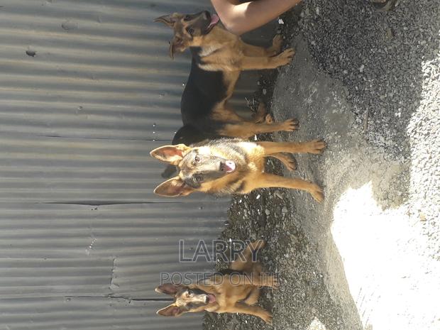 3-6 months Male Purebred German Shepherd - main view