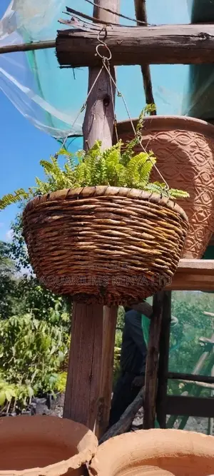 Hanging Baskets With Fern Flower Plant