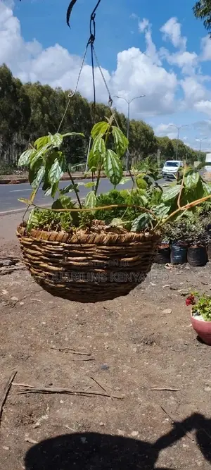 Flower Vases of a Hanging Baskets