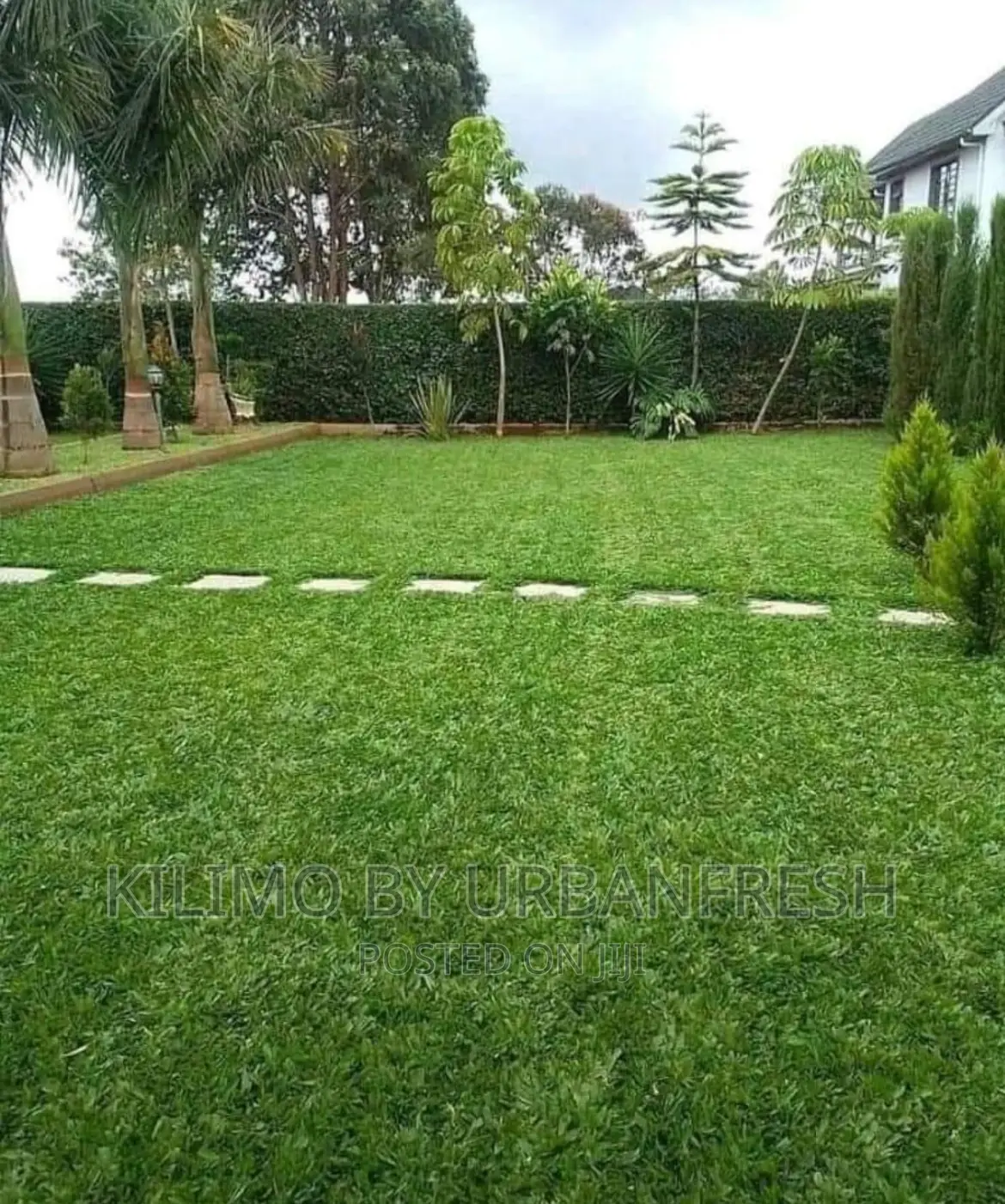 Pemba Grass Packed in 50 Kg Bag.