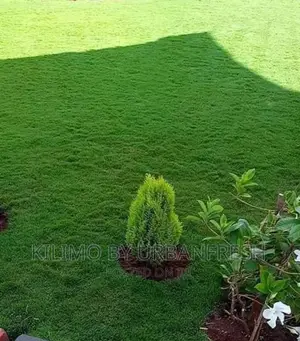 Arabic Grass Splits Packed in 50kgs Bag
