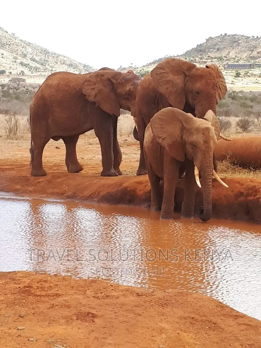 Safari and Wildlife in Kenya
