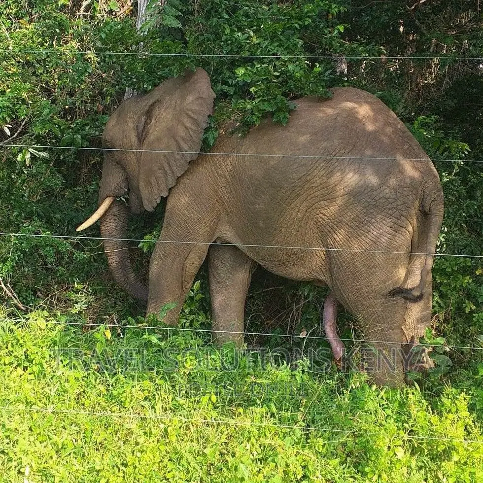Safari and Wildlife in Kenya