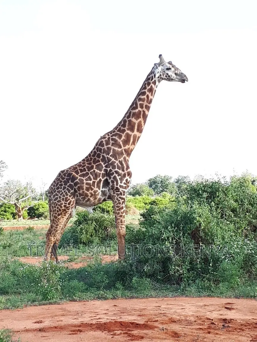 Safari and Wildlife in Kenya