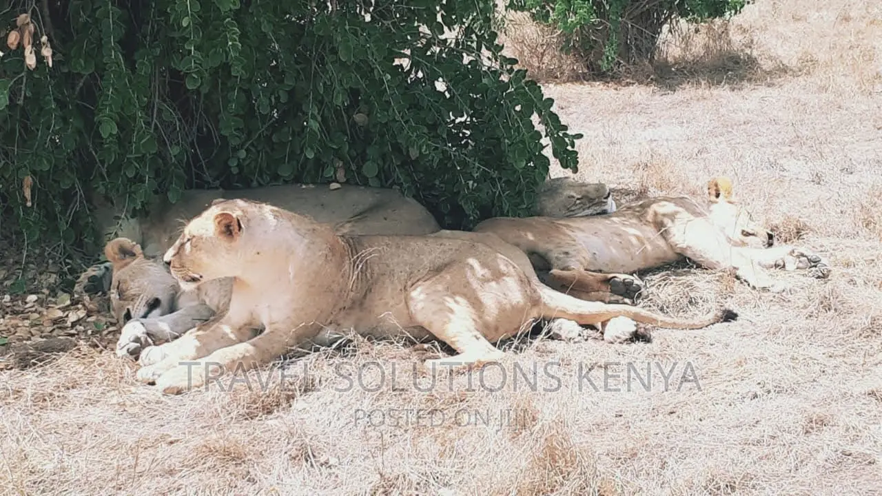 Safari and Wildlife in Kenya