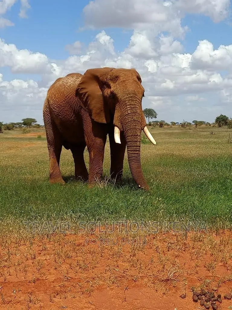 Safari and Wildlife in Kenya