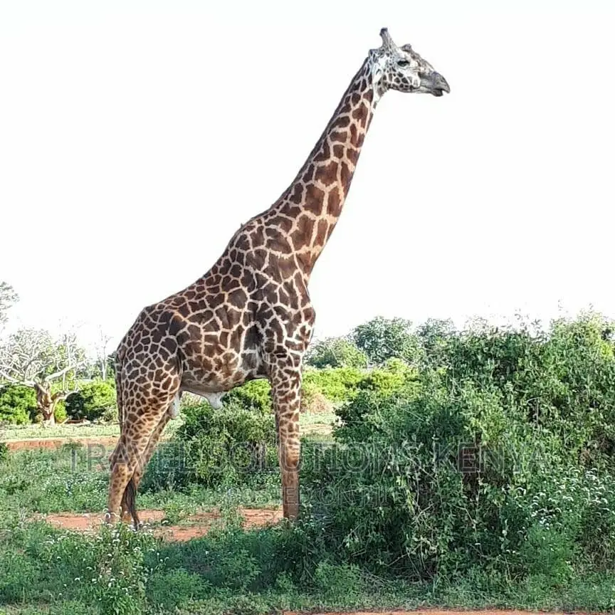 Safari and Wildlife in Kenya