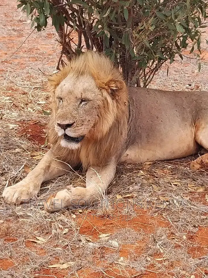 Safari and Wildlife in Kenya