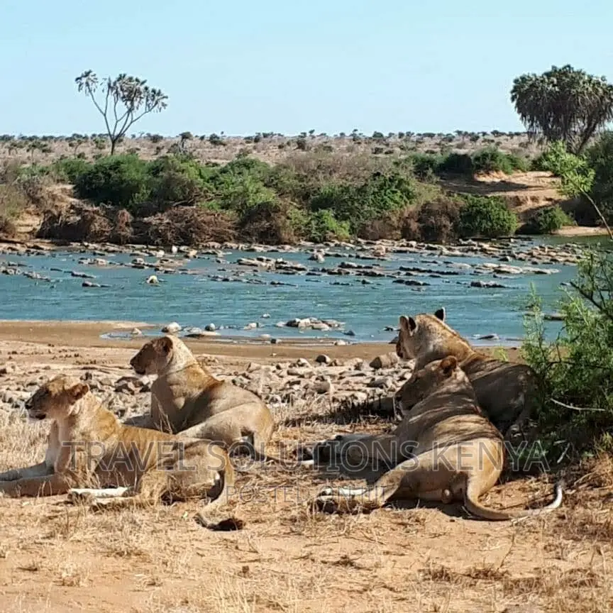 Safari and Wildlife in Kenya
