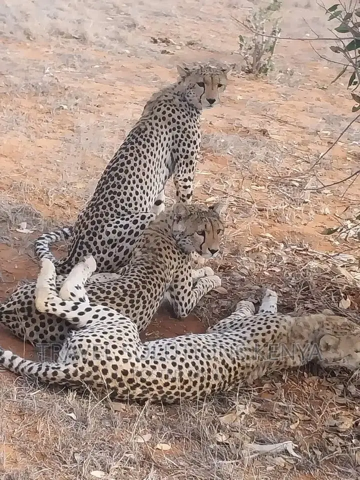 Safari and Wildlife in Kenya
