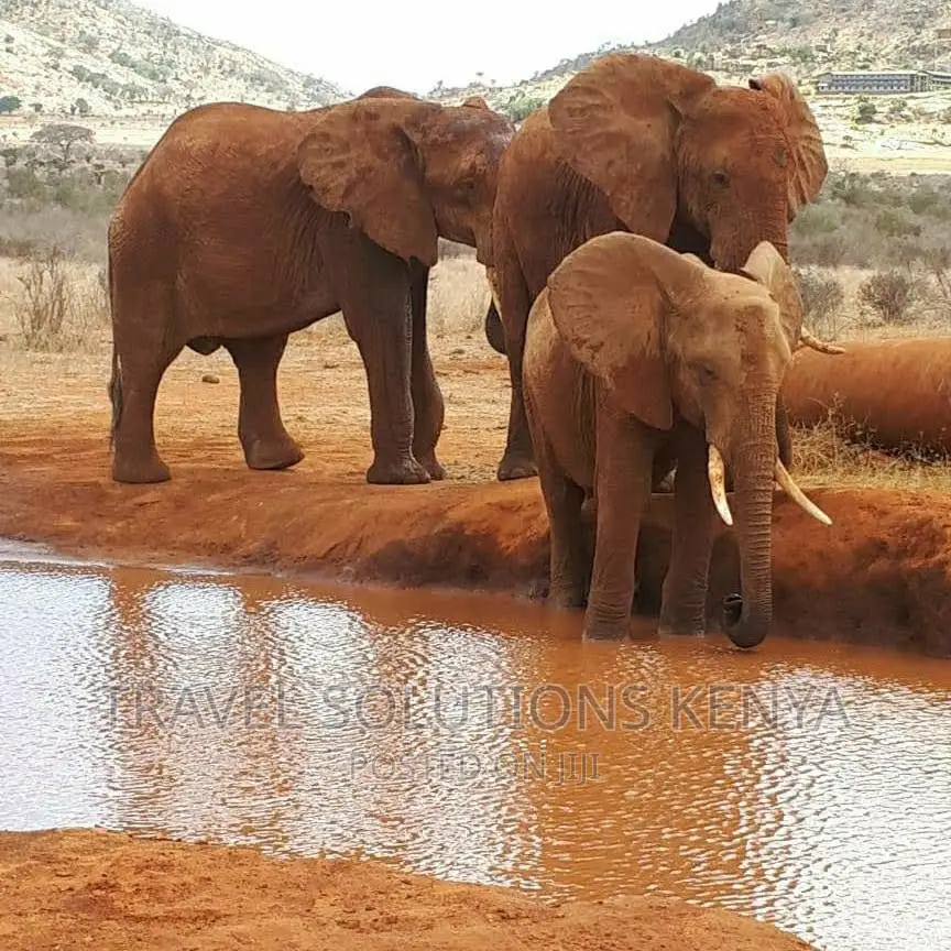 Safari and Wildlife in Kenya