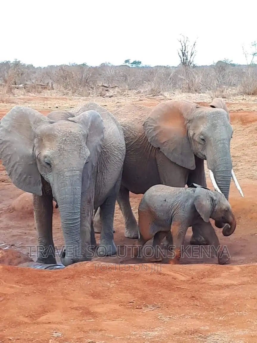 Safari and Wildlife in Kenya